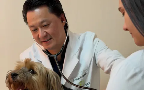 Dr. Fabiano atendendo um yorkshire na Center Vet